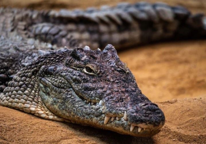 crocodile plane crash