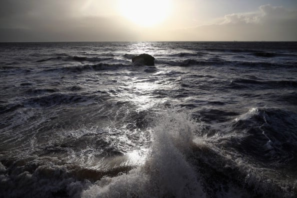 Pescadería adquiere pez de dimensiones humanas capturado en el Mar del Norte