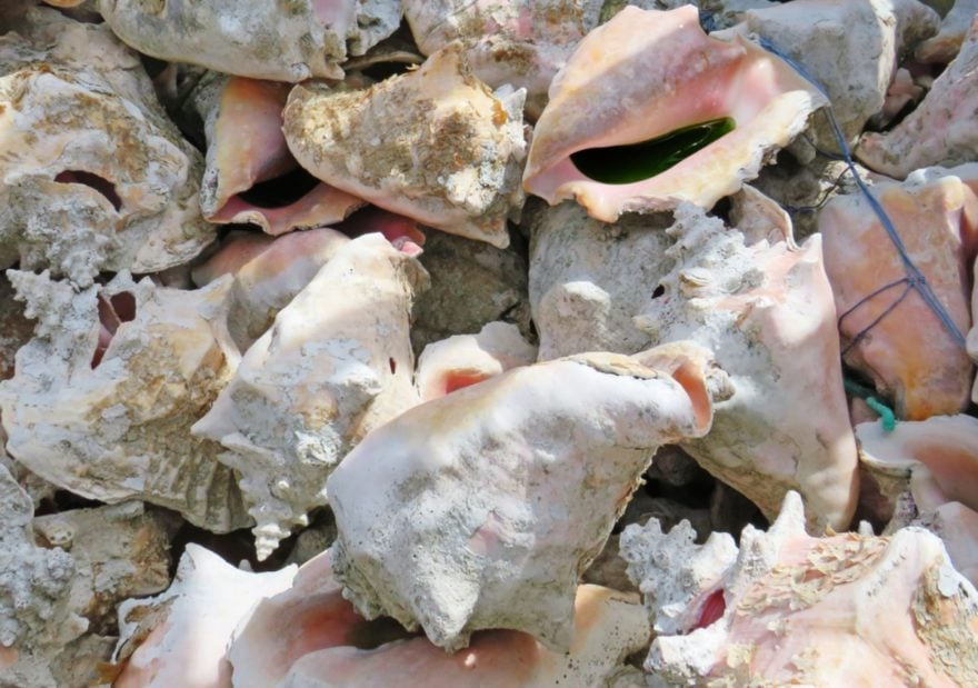 Hispana podría perder su beneficio de DACA solo por recoger caracoles en una playa