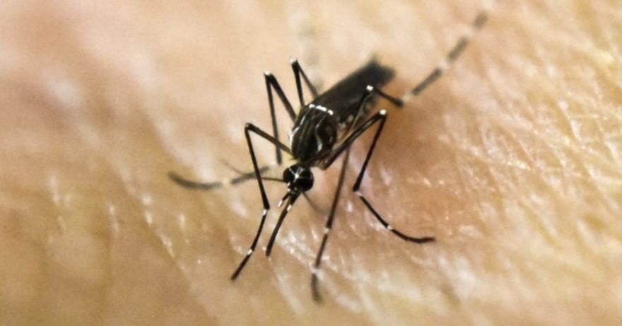 Detectan en EEUU mosquitos que transmiten enfermedad que paraliza a personas