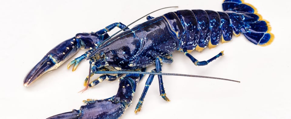 Curioso: Un pescador capta una extraña especie de langosta color azul que lo dejó atónito (FOTOS)