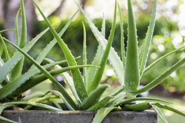 Cinco tipos de plantas de interiores que puedes usar para la decoración del hogar