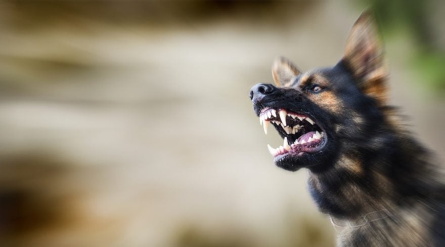 Madre halló a su hija Lyssa Rose devorada por 20 perros y ahora quiere que los dueños vayan a la cárcel