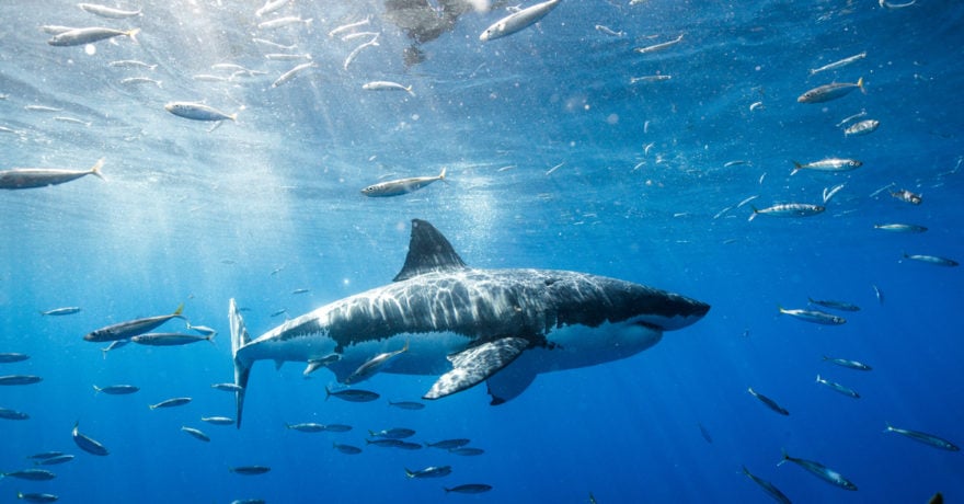 Haddish, Paisley, Snoop Dogg y Shatner se unen a Shark Week