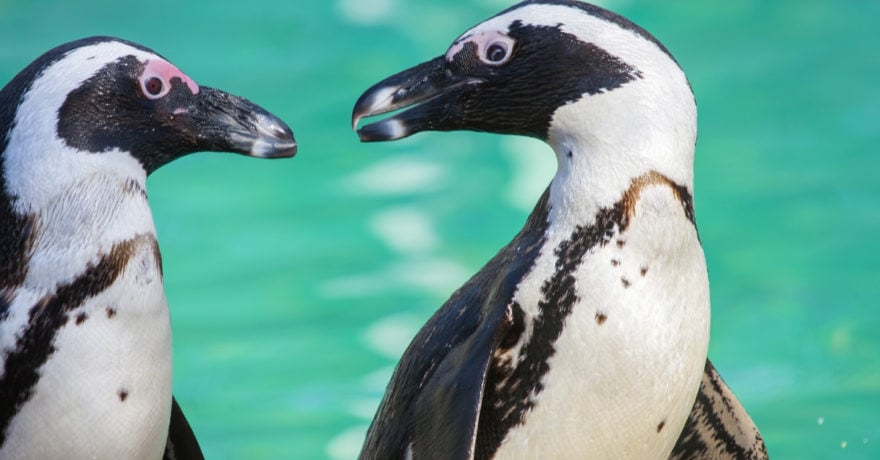 Investigan la extraña muerte de 7 pingüinos africanos en acuario de Florida