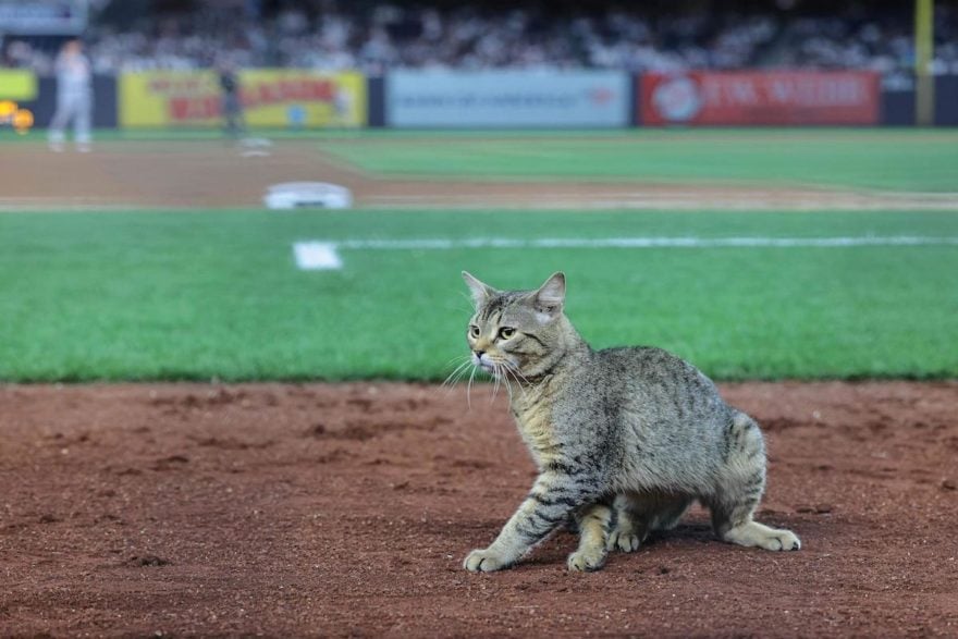 Un gato en el Yankee Stadium, ¿será el nuevo muñeco?