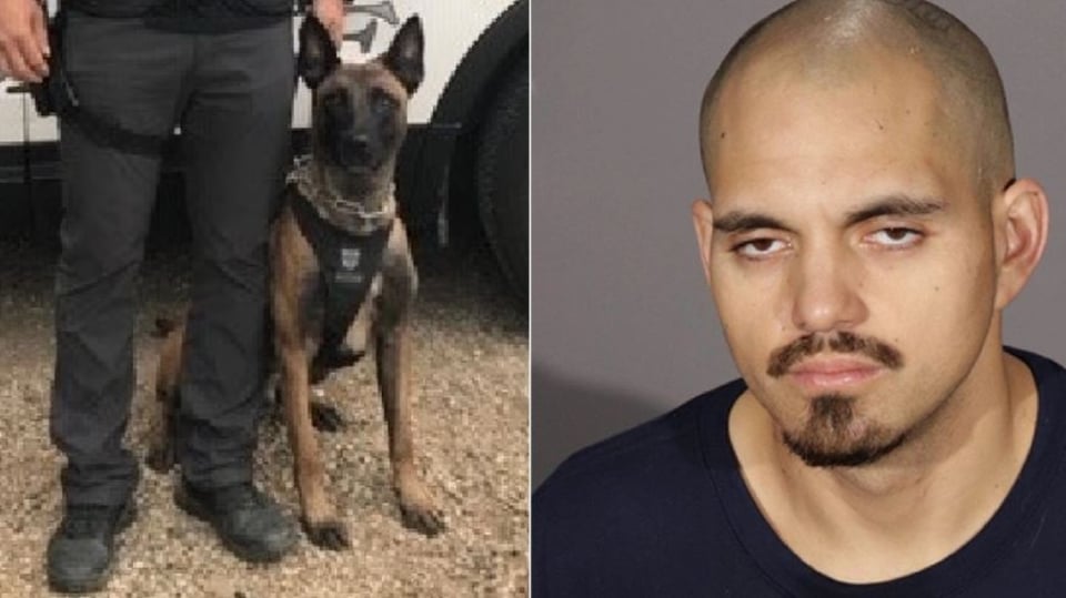 Arrestan a Rodrigo Calderón tras irrumpir en una casa y estrangular a perro policía