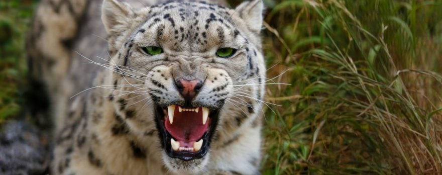 Un niño de 10 años termina siendo arrastrado por un Leopardo, encuentran su cuerpo a medio comer