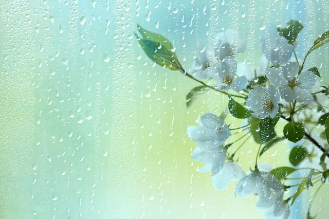 Cuida tu jardín: 5 formas de proteger tus plantas de la lluvia