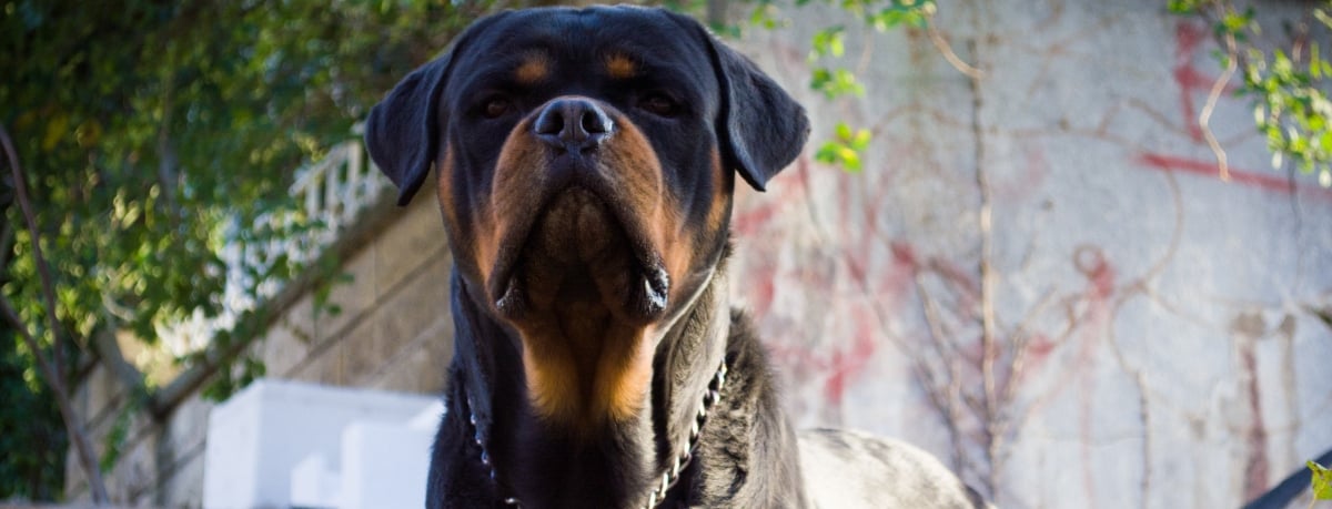 Aterrador: Bebé es asesinado por su perro Rottweiler frente a sus hermanos