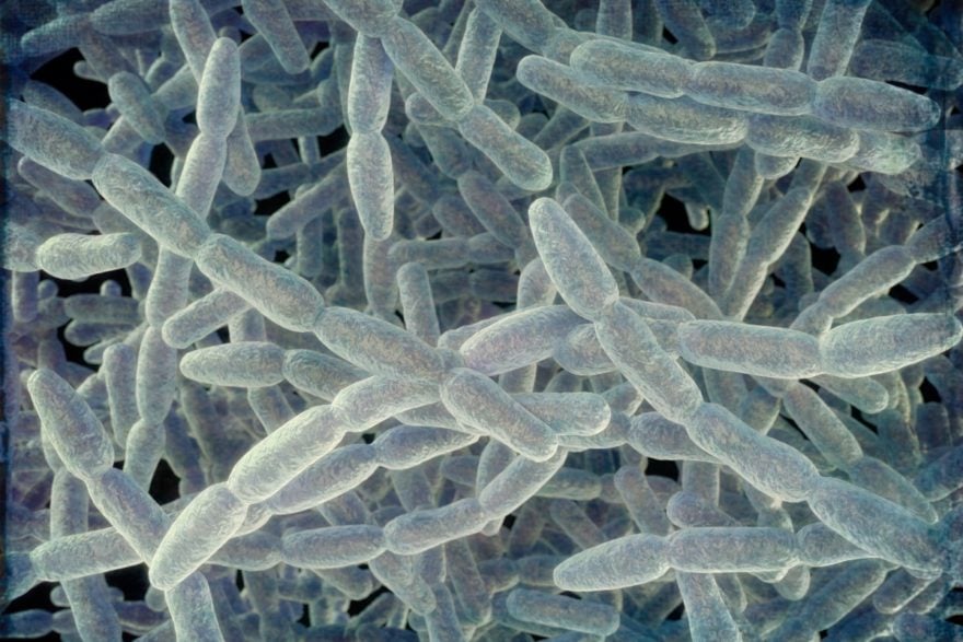 Bacteria Legionella reaparece en hospital de EE.UU.
