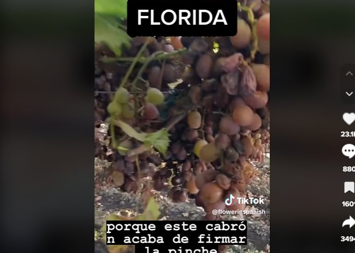 Campos de Florida vacíos: Nadie quiere trabajar