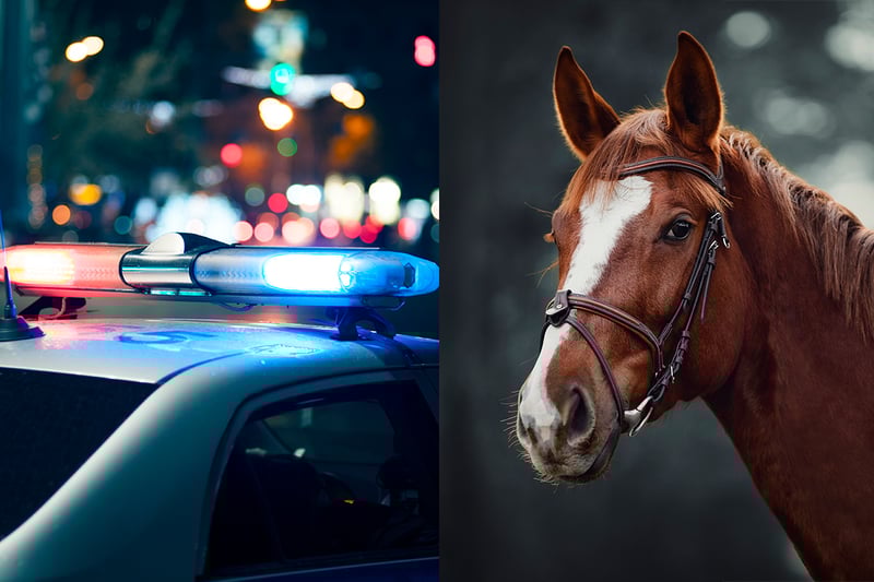 Kenneth Sellner de 21 años arrestado en Phoenix por cometer actos de bestialidad contra un caballo