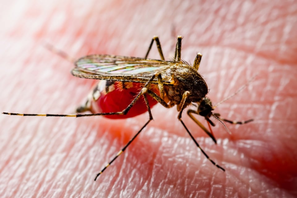 Autoridades en EEUU elevan nivel de alerta por virus del Nilo Occidental