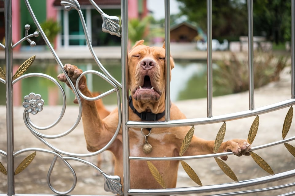 ¡Una tragedia! Perros pit bull matan a bebé en su hogar