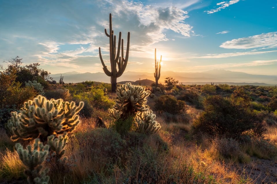 desiertos, desértico, ambiente, sonora, mexicano
