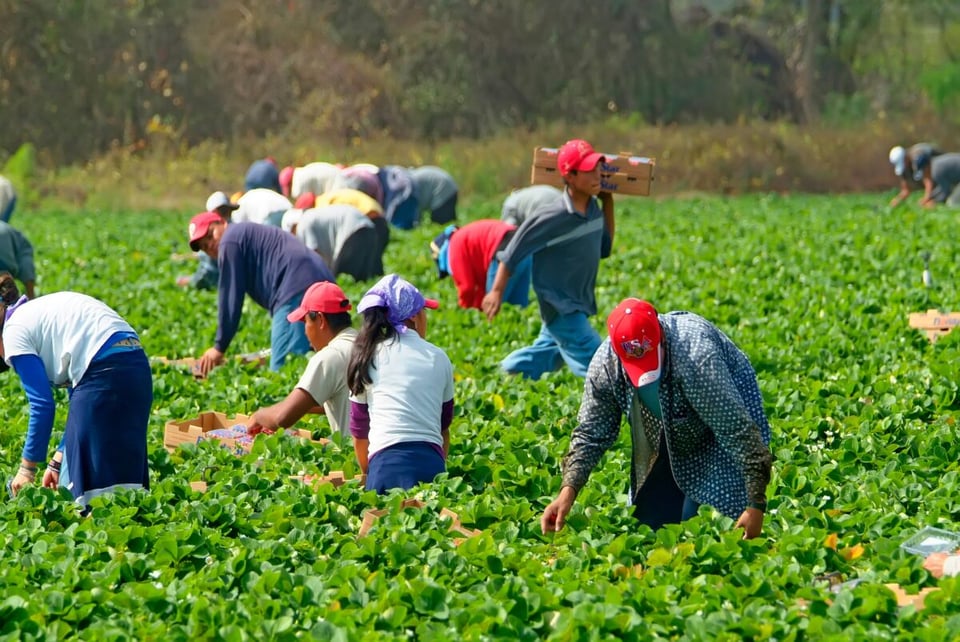Desempleo. migrantes, latinos, eeuu, trabajadores