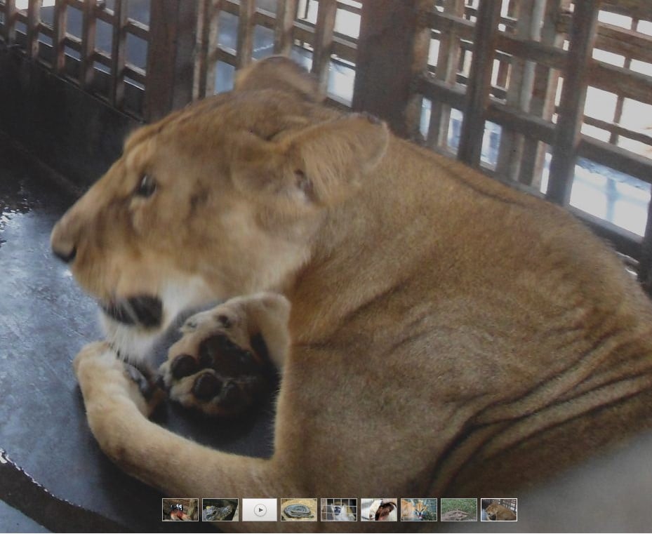León, Nigeria, zoológico, muerte, cuidador