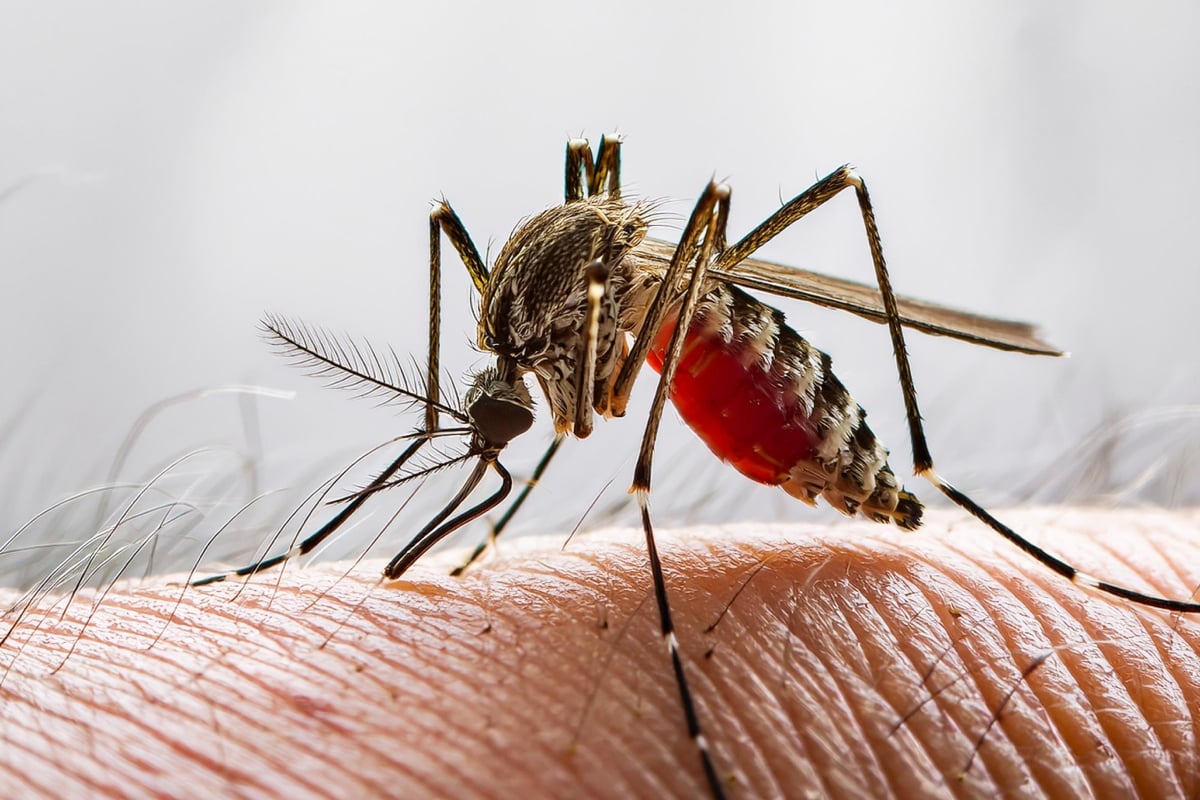 EEE, Virus, Nueva York, MundoNOW
