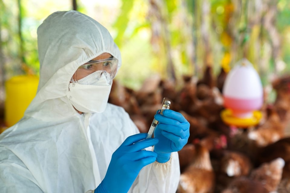 EE.UU. confirma dos casos de gripe aviar H5 en humanos en Washington