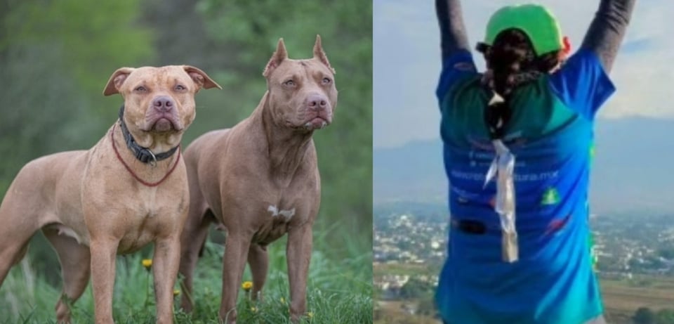 Tres pitbulls matan a atleta mexicana