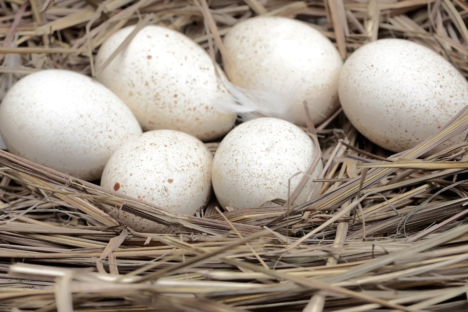 Thanksgiving más costoso en 2024 debido a la escasez de huevos