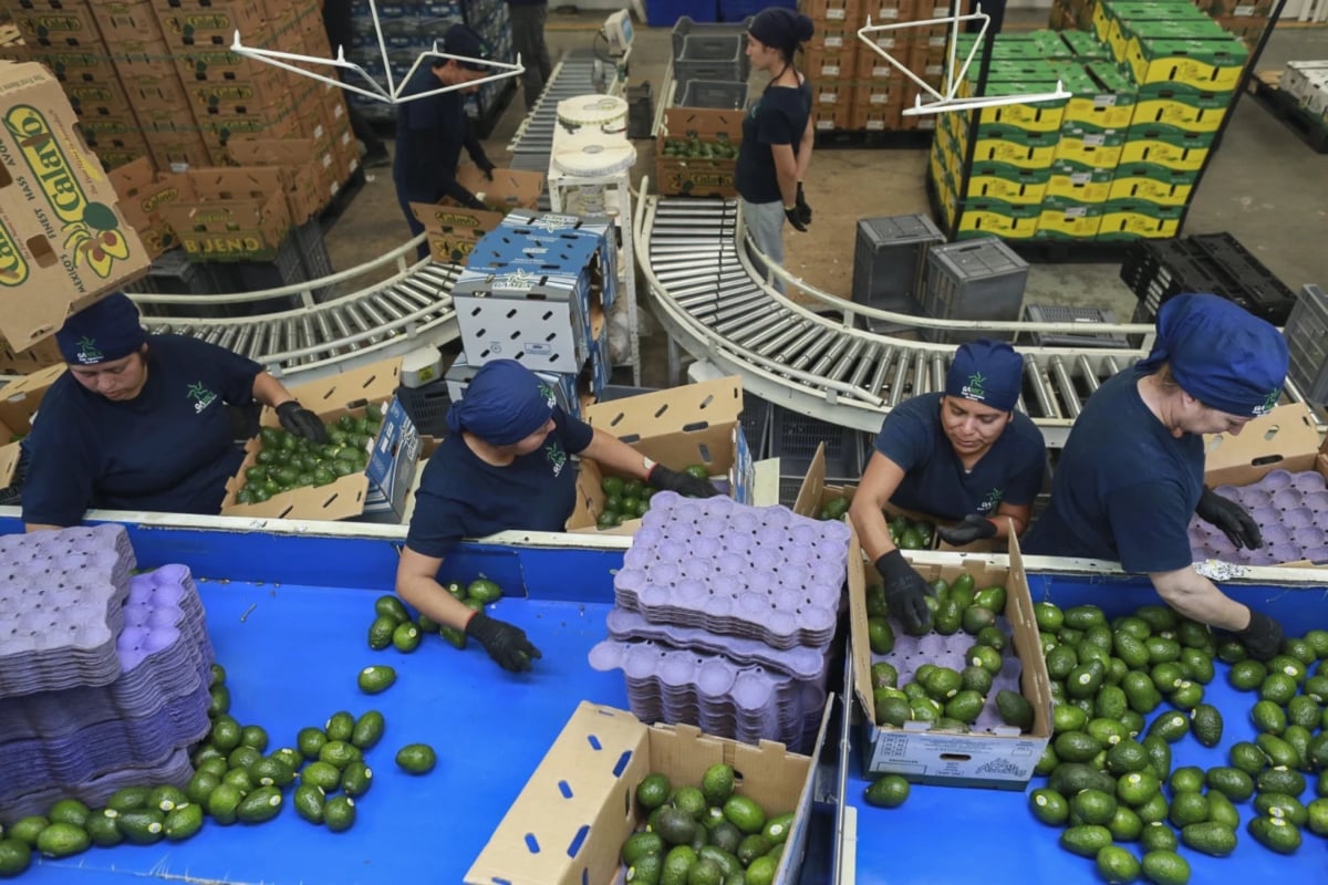 aranceles, Donald Trump, México, aguacate, productos mexicanos, MundoNOW, economía, exportaciones, Estados Unidos, tequila,Fear of higher tariffs on Mexican products,, avocado, Mexican products, economy, exports, United States, tequila