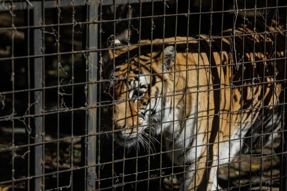 Trabajador de zoológico muere tras dejar la puerta del tigre abierta