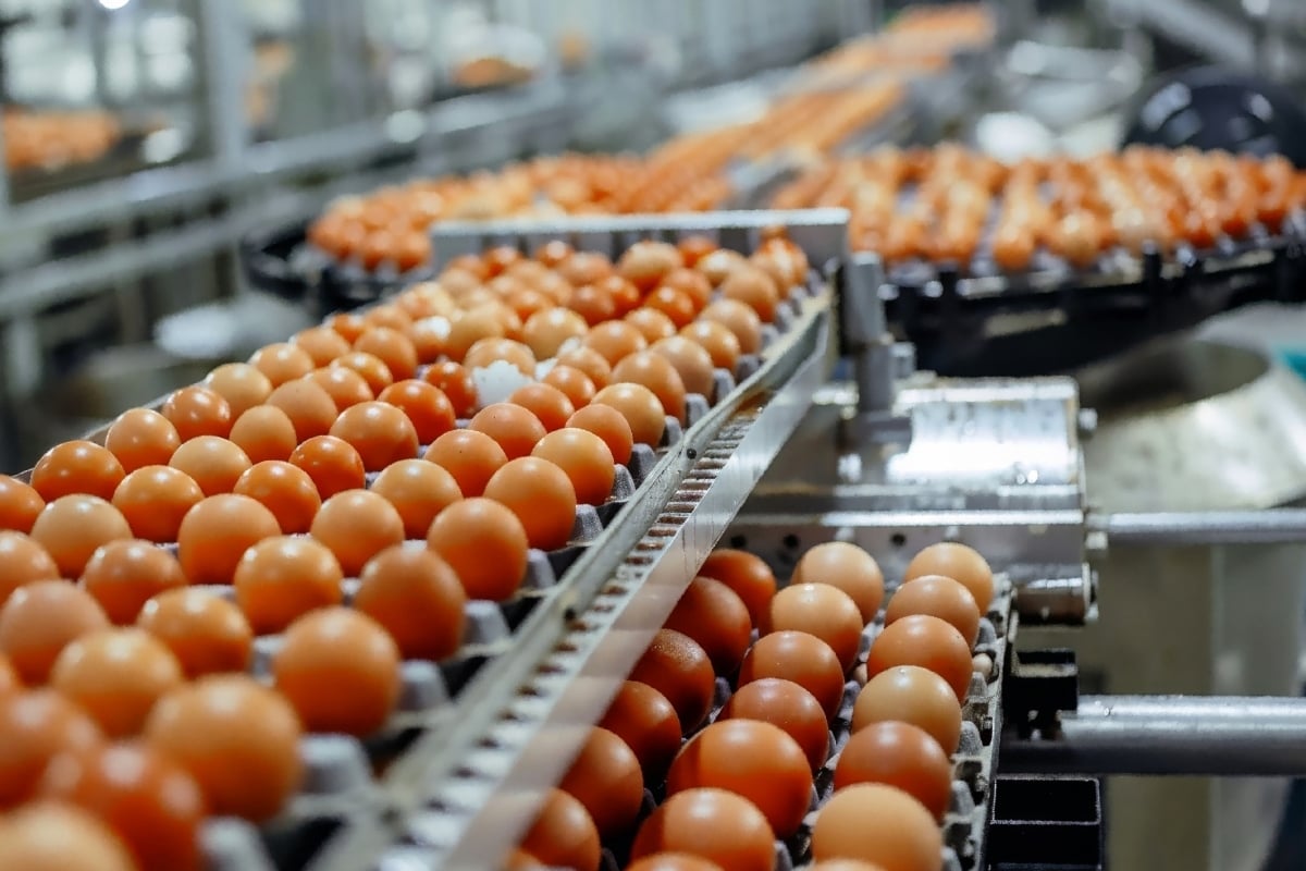 Precio de los huevos alcanza récord histórico en Estados Unidos, Egg Prices Reach Historic High in the United States