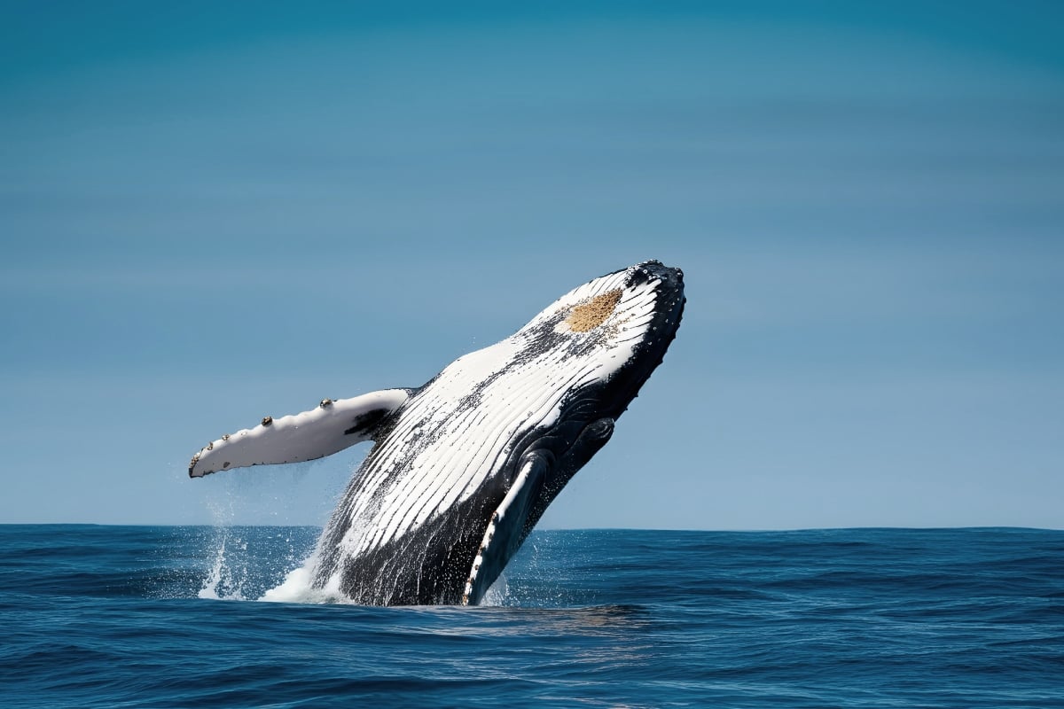 Ballena, traga y escupe a joven hispano en Chile, venezolano