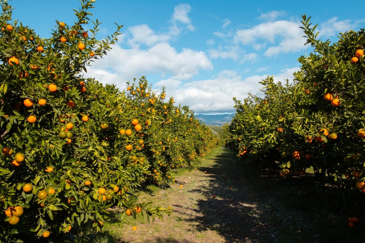 Americans replace migrants in the orchards