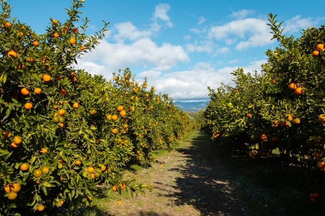 Americans replace migrants in the orchards