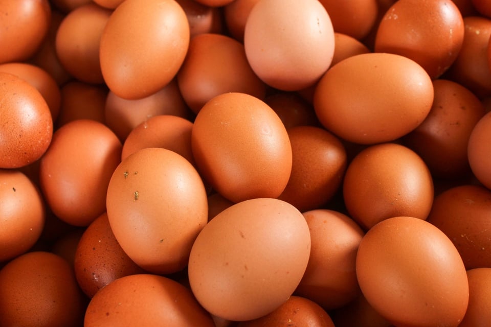 Aumenta el contrabando de huevos de Canadá a Estados Unidos