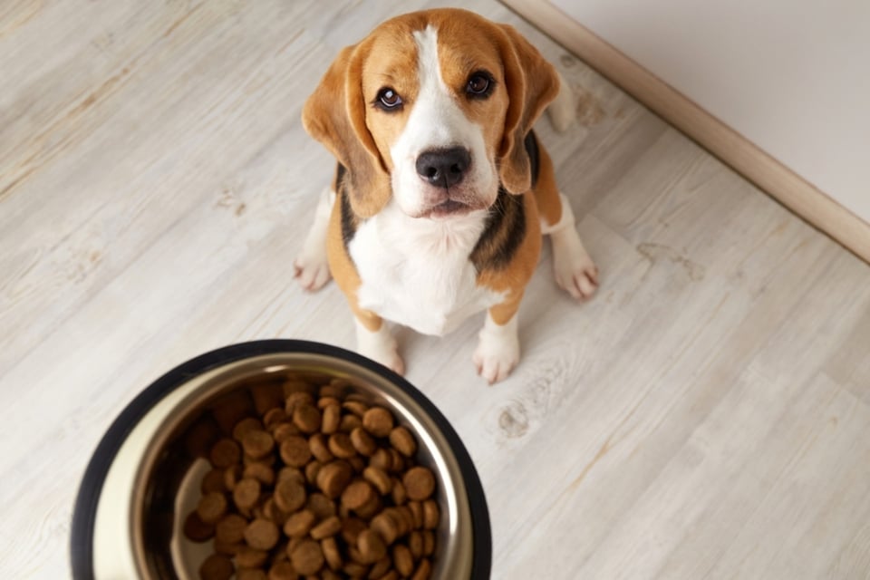 FDA retira comida para mascotas, Alerta, EEUU, Alimento, Noticia