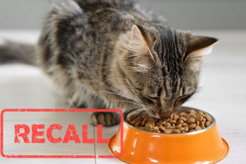 FDA retira comida para cachorros y gatitos por presencia de salmonella y listeria