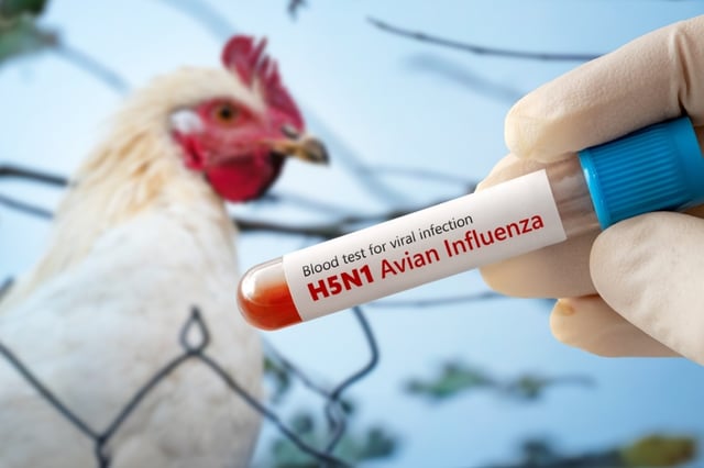 3-Year-Old Mexican Girl Dies from Bird Flu, First Human Case in Mexico