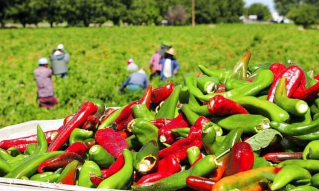 Trump Eases Deportation Priorities for Farm and Hotel Workers in the U.S.