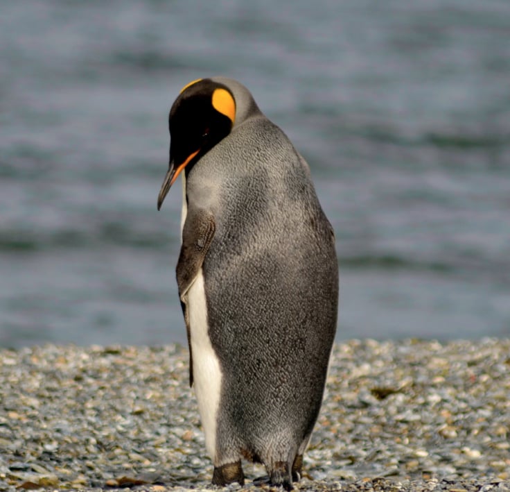 Pingüinos, trump, focas, aranceles, economia 
