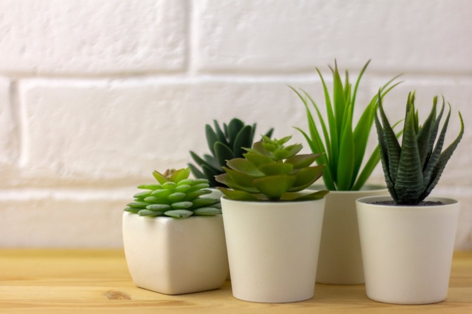 Detalles, Plantas, Festejo, Celebración, Casa