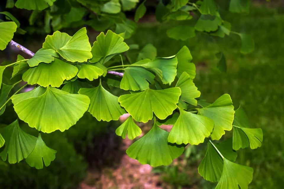 Ginkgo Biloba can prevent Alzheimer's, health, advice, remedy, disease