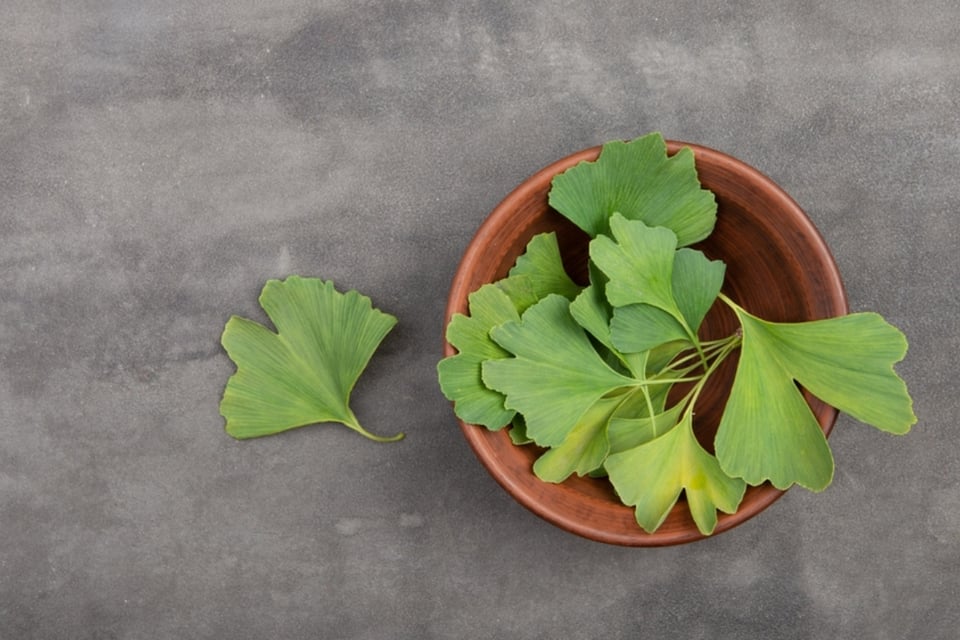 Ginkgo biloba: la planta milenaria que podría ayudar a prevenir el alzheimer, según estudios