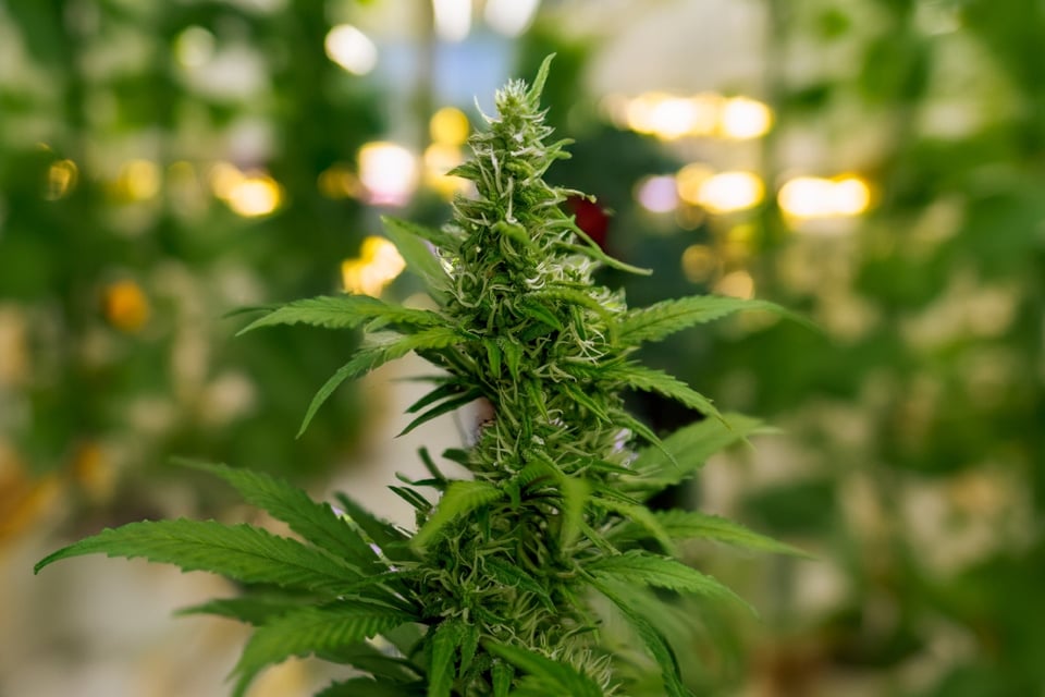 Texas a un paso de prohibir el THC: industria en alerta y empresarios listos para demandar featured image