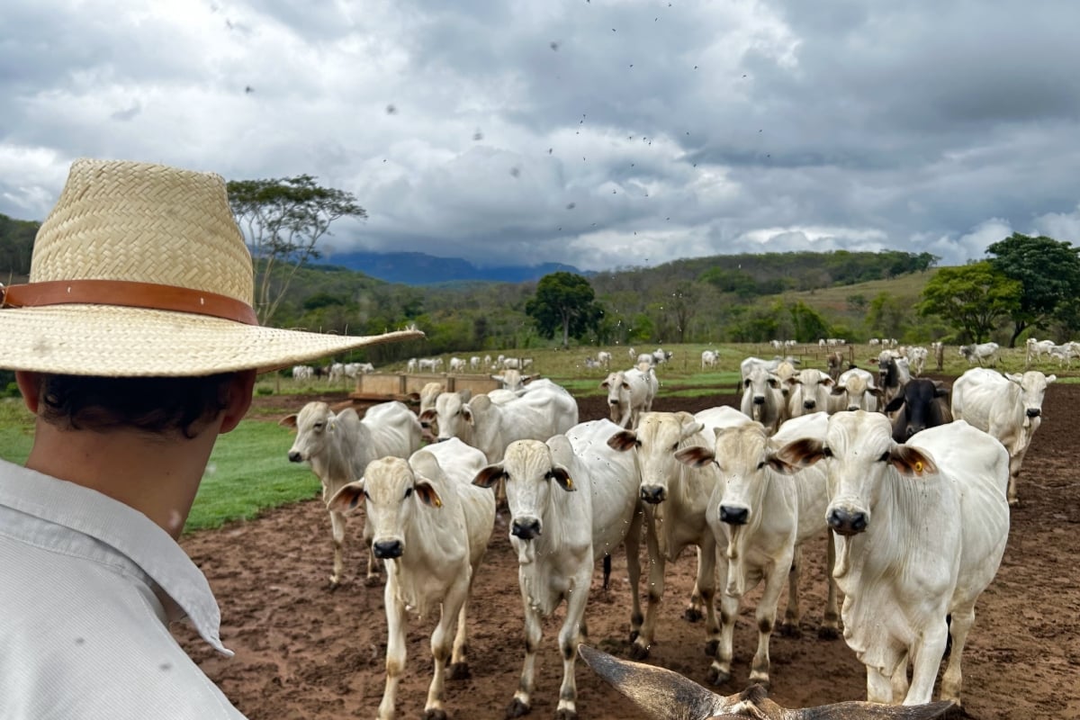 México, Ganadería
