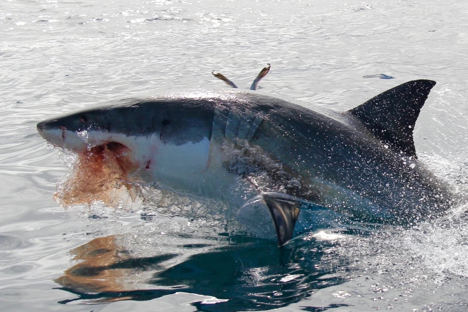 Captan en video el ataque mortal de un tiburón a un turista en Israel
