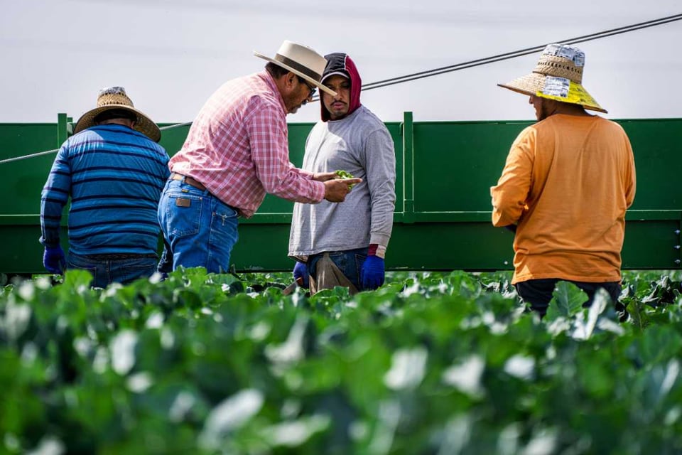 trabajadores latino en un campo de cultivo
