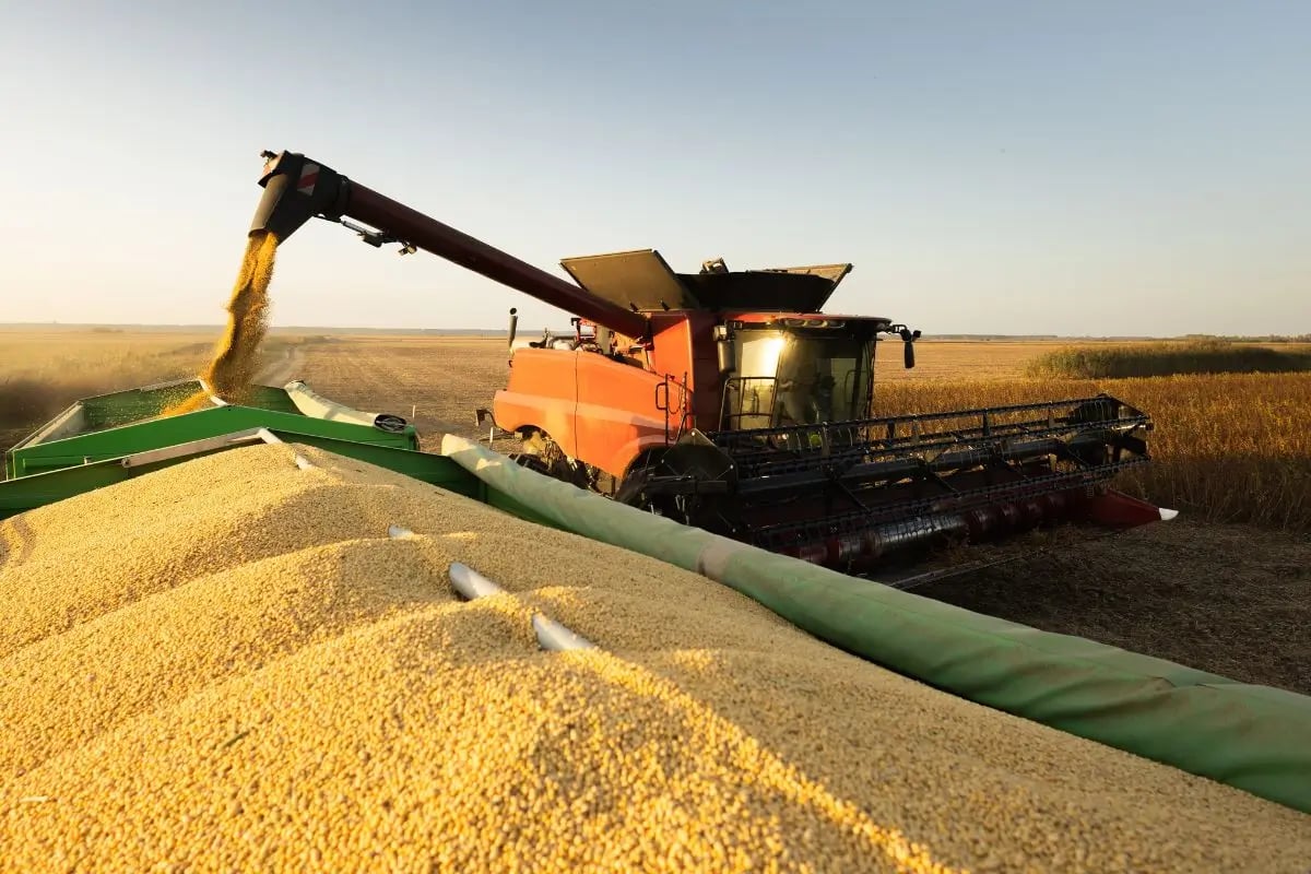 China frena compras de soja afecta a los agricultores de EE. UU.