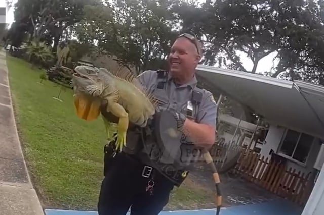 Policía de Florida detiene a una iguana y le toma una “mugshot”