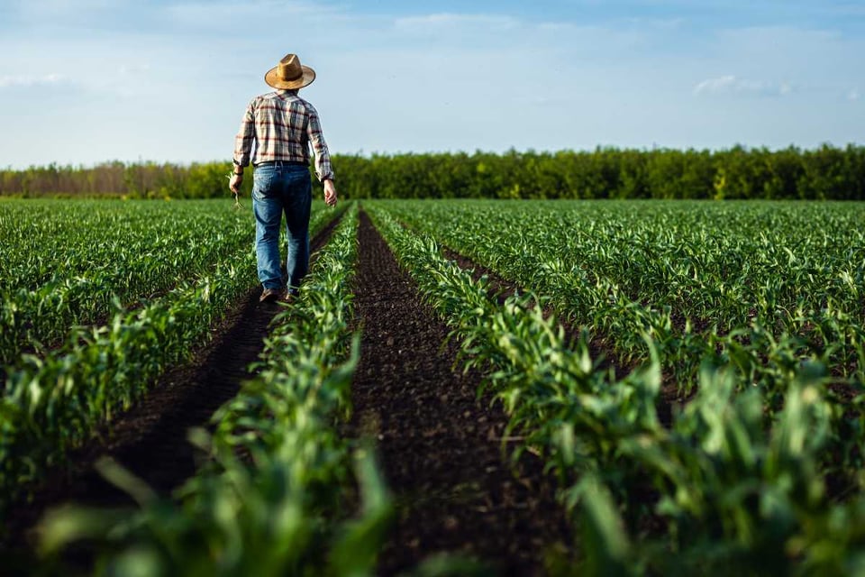 ¿Habrá menos comida y más cara? Redadas y recortes salariales ponen en jaque la agricultura en EE. UU.
