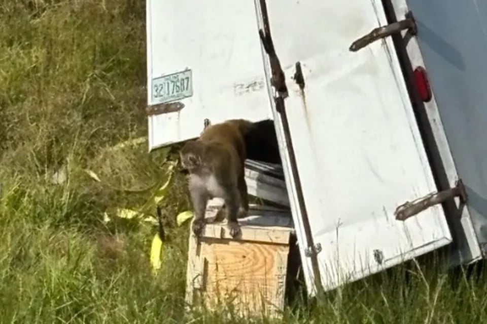 Alarma en Mississippi: mono de laboratorio escapa tras accidente