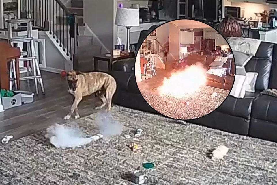 Perro causa incendio en casa por batería de litio mal almacenada